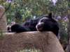 americanblackbearlosangeleszoo_small.jpg