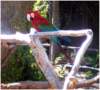 macawsantabarbarazoo_small.jpg