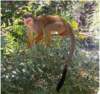 squirrelmonkeyphoenixzoo_small.jpg